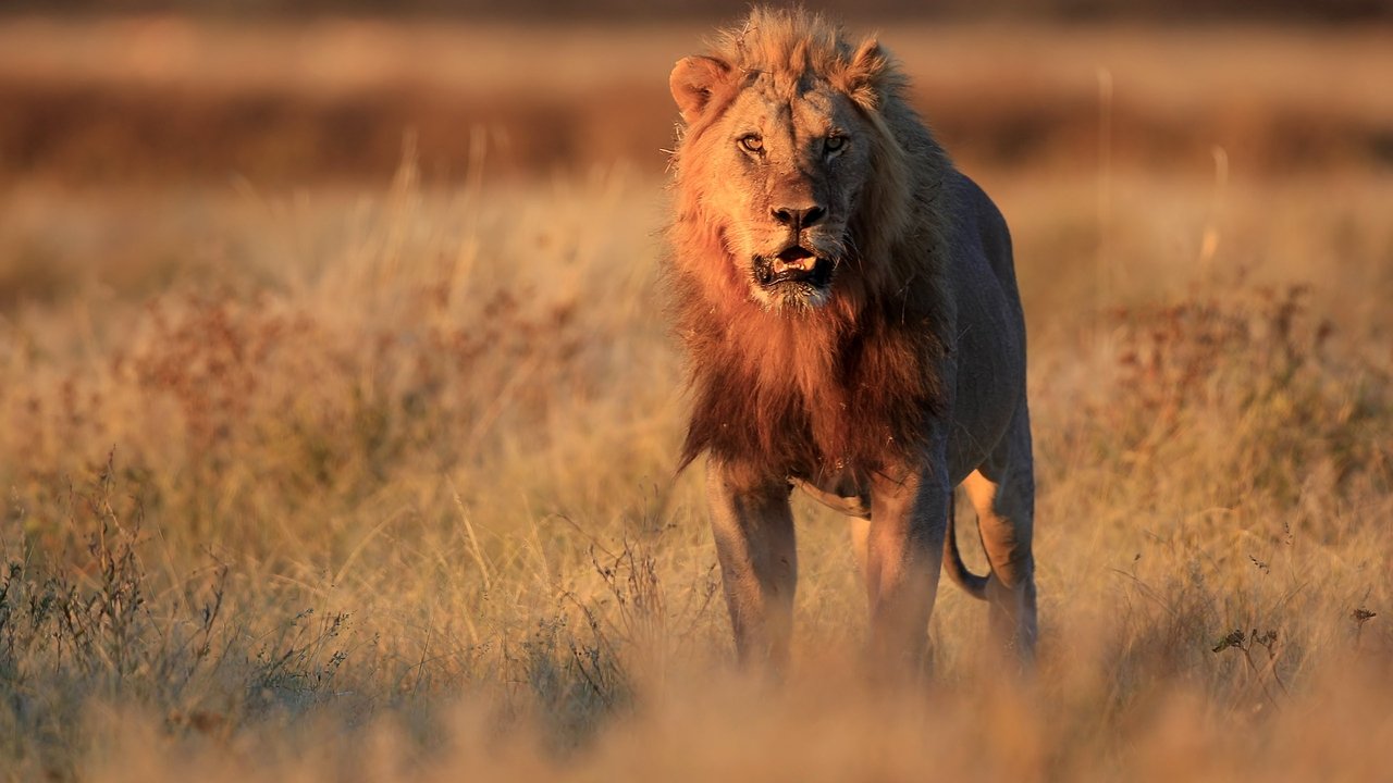 Cartel de la película Prey (Safari sangriento) (2007) de Darrell Roodt